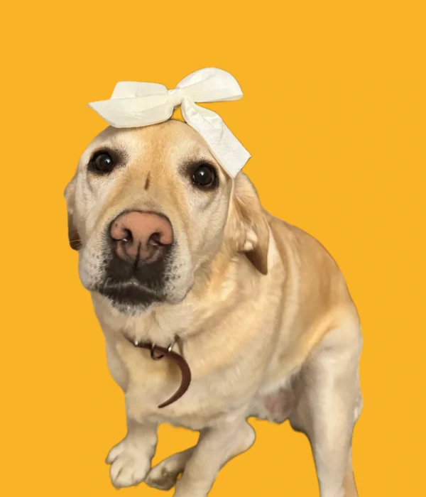 Daisy